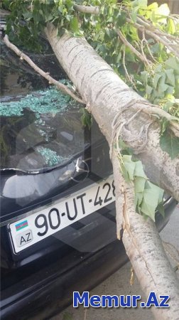 Bakıda avtomobilin üstünə ağac aşdı