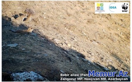 Zəngəzur Milli Parkında 5 bəbir görüntülənib Zəngəzur Milli Parkında 5 bəbir görüntülənib
