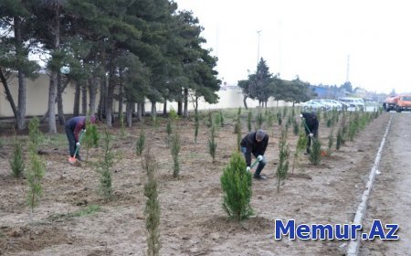 Sabah Bakıda ümumşəhər iməciliyi və ağacəkmə aksiyası keçiriləcək