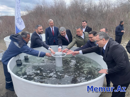 Kür çayına 4 000 ədəd çəkikimi balıq körpələri buraxılıb