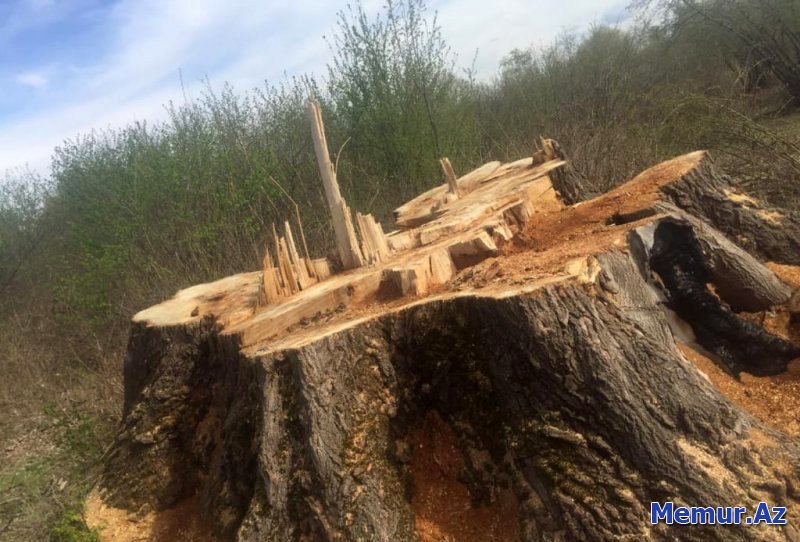 Qəbələ–Oğuz meşələrində dəssiz faciə: Təbiətə qarşı amansızlıq dayandırılmalıdır